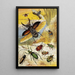 Beetles - William Houghton — framed artwork on a wall