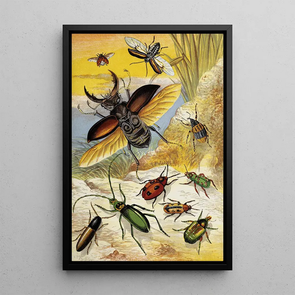 Beetles - William Houghton — framed artwork on a wall
