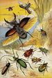 Beetles - William Houghton — artwork view
