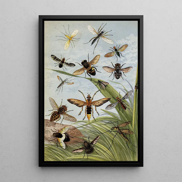 Diptères - William Houghton — framed artwork on a wall