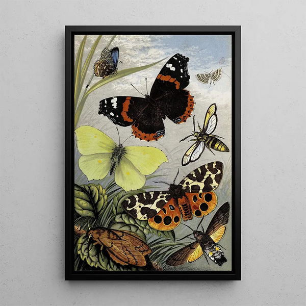 Lepidoptera - William Houghton — framed artwork on a wall