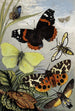 Lepidoptera - William Houghton — artwork view