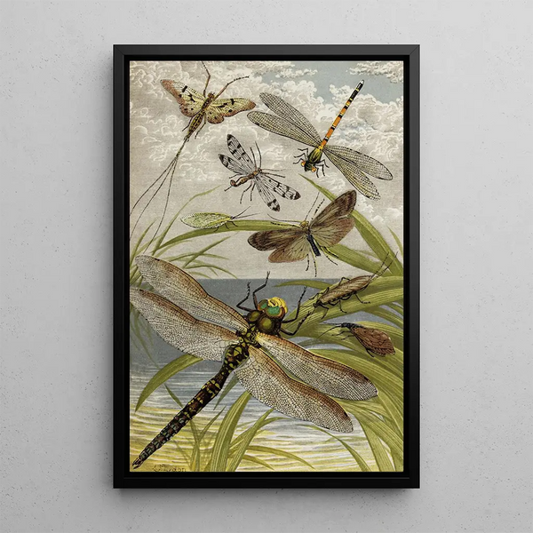 Névroptères - William Houghton — framed artwork on a wall