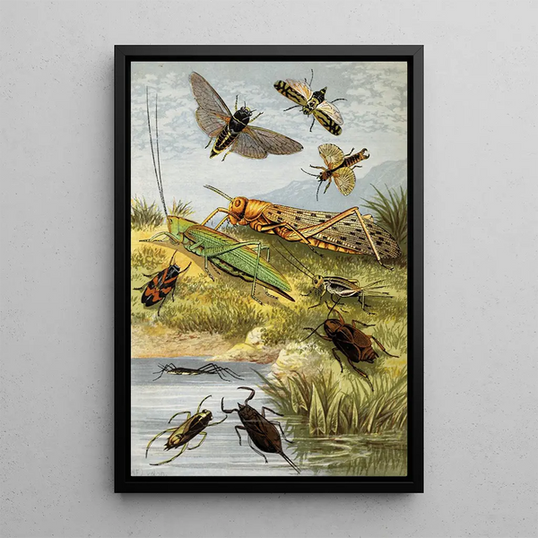 Rhynchotes Orthoptères - William Houghton — framed artwork on a wall