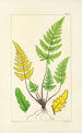 A Century of Ferns Pl01 - William Jackson Hooker — artwork view