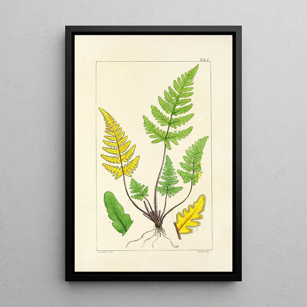 A Century of Ferns Pl01 - William Jackson Hooker — framed artwork on a wall
