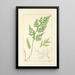 A Century of Ferns Pl02 - William Jackson Hooker — framed artwork on a wall