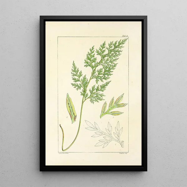 A Century of Ferns Pl02 - William Jackson Hooker — framed artwork on a wall