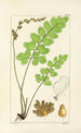 A Century of Ferns Pl03 - William Jackson Hooker — artwork view