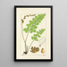 A Century of Ferns Pl03 - William Jackson Hooker — framed artwork on a wall