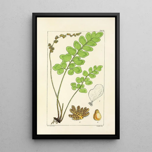 A Century of Ferns Pl03 - William Jackson Hooker — framed artwork on a wall