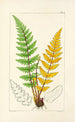 A Century of Ferns Pl04 - William Jackson Hooker — artwork view