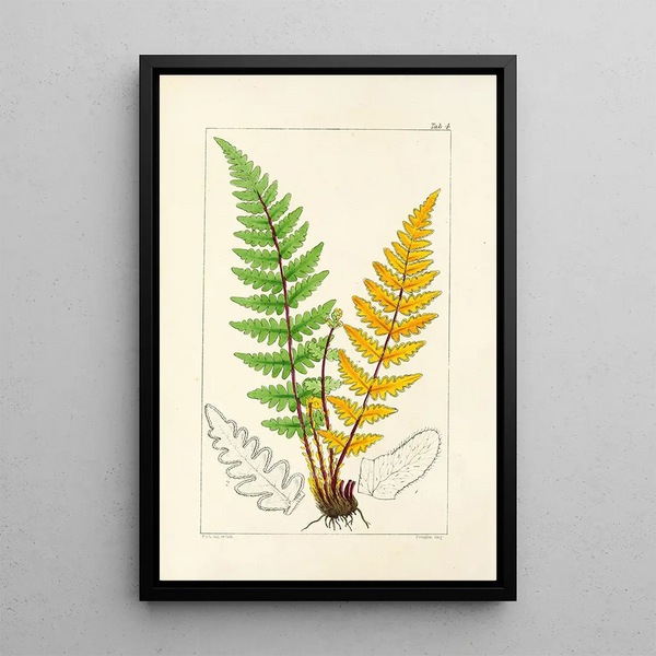 A Century of Ferns Pl04 - William Jackson Hooker — framed artwork on a wall
