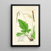 A Century of Ferns Pl05 - William Jackson Hooker — framed artwork on a wall
