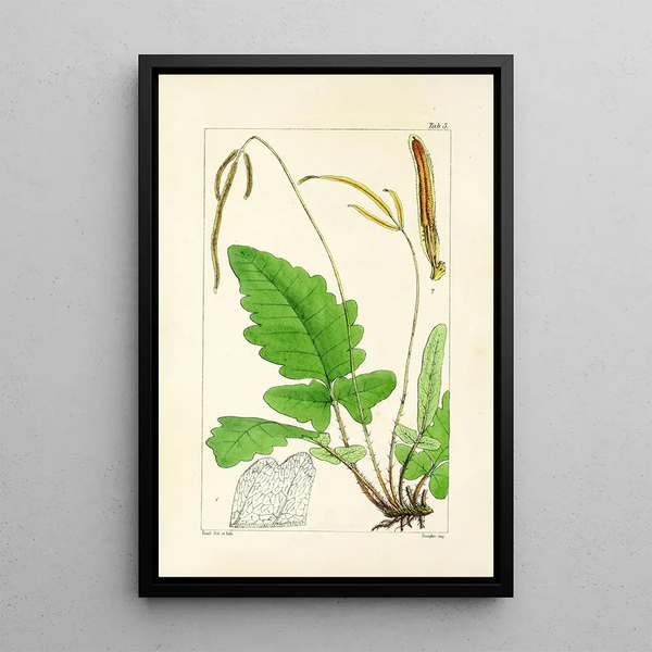 A Century of Ferns Pl05 - William Jackson Hooker — framed artwork on a wall