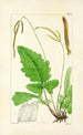 A Century of Ferns Pl05 - William Jackson Hooker — artwork view