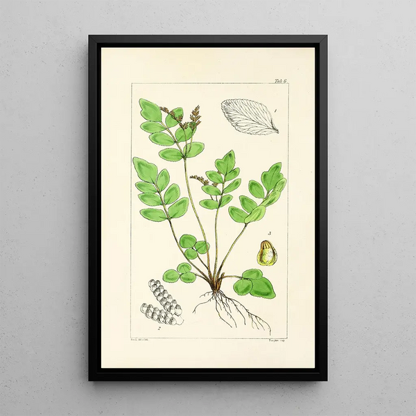 A Century of Ferns Pl06 - William Jackson Hooker — framed artwork on a wall
