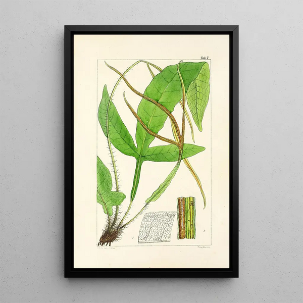 A Century of Ferns Pl07 - William Jackson Hooker — framed artwork on a wall