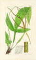A Century of Ferns Pl07 - William Jackson Hooker — artwork view