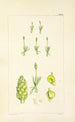 A Century of Ferns Pl08 - William Jackson Hooker — artwork view