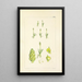 A Century of Ferns Pl08 - William Jackson Hooker — framed artwork on a wall