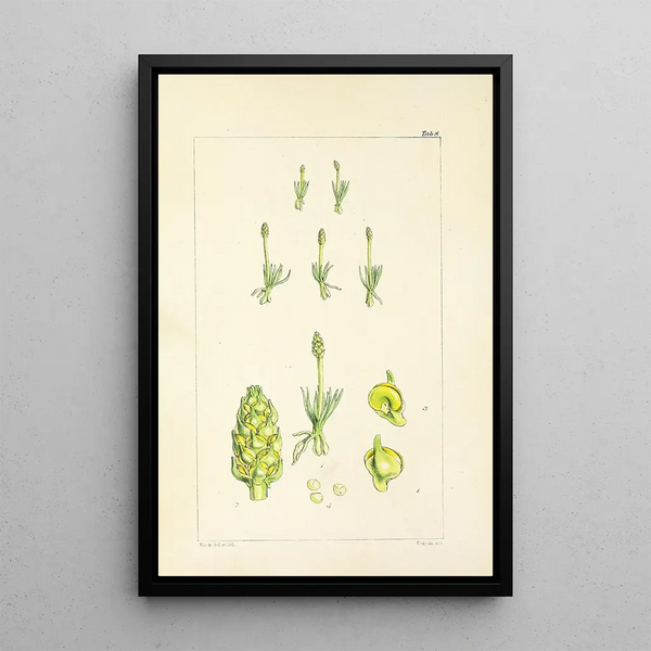 A Century of Ferns Pl08 - William Jackson Hooker — framed artwork on a wall
