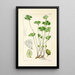 A Century of Ferns Pl09 - William Jackson Hooker — framed artwork on a wall