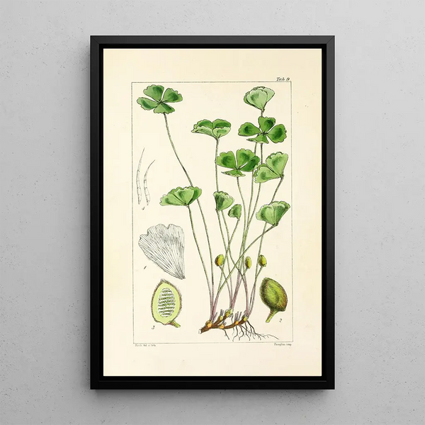 A Century of Ferns Pl09 - William Jackson Hooker — framed artwork on a wall