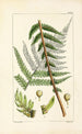 A Century of Ferns Pl10 - William Jackson Hooker — artwork view