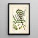 A Century of Ferns Pl10 - William Jackson Hooker — framed artwork on a wall