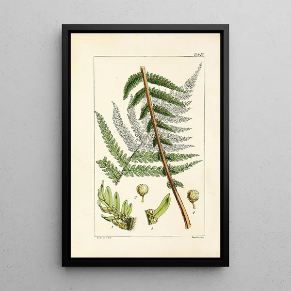 A Century of Ferns Pl10 - William Jackson Hooker — framed artwork on a wall