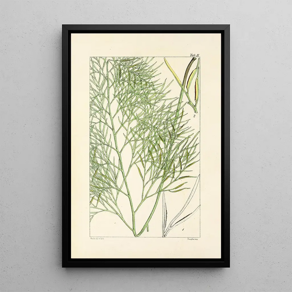 A Century of Ferns Pl11 - William Jackson Hooker — framed artwork on a wall