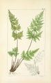 A Century of Ferns Pl12 - William Jackson Hooker — artwork view
