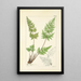 A Century of Ferns Pl12 - William Jackson Hooker — framed artwork on a wall