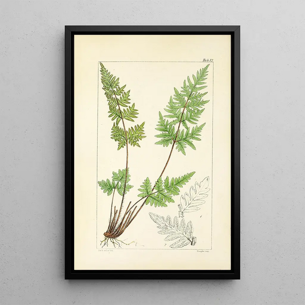 A Century of Ferns Pl12 - William Jackson Hooker — framed artwork on a wall