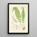 A Century of Ferns Pl13 - William Jackson Hooker — framed artwork on a wall