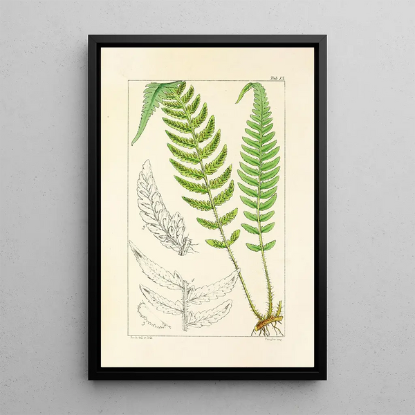 A Century of Ferns Pl13 - William Jackson Hooker — framed artwork on a wall