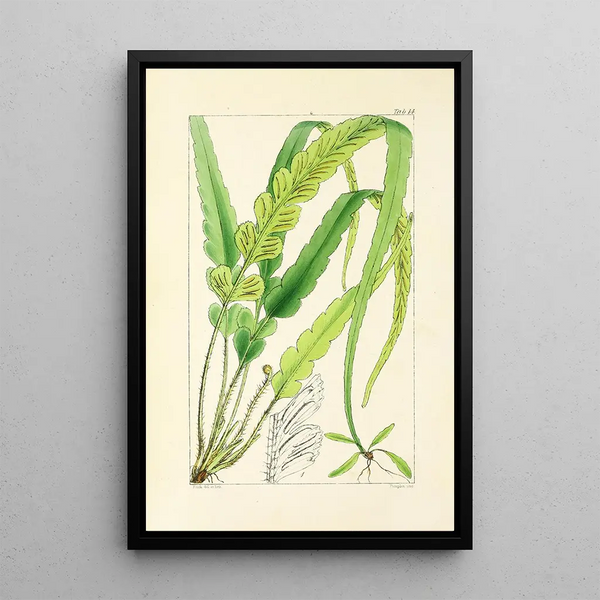 A Century of Ferns Pl14 - William Jackson Hooker — framed artwork on a wall