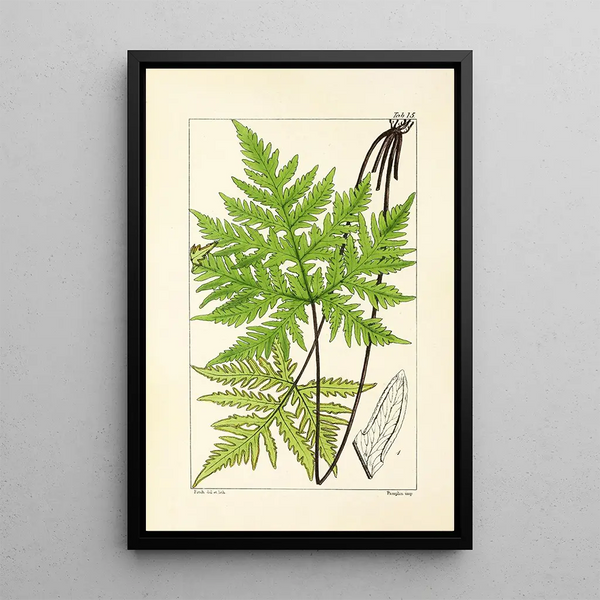 A Century of Ferns Pl15 - William Jackson Hooker — framed artwork on a wall
