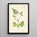 A Century of Ferns Pl16 - William Jackson Hooker — framed artwork on a wall