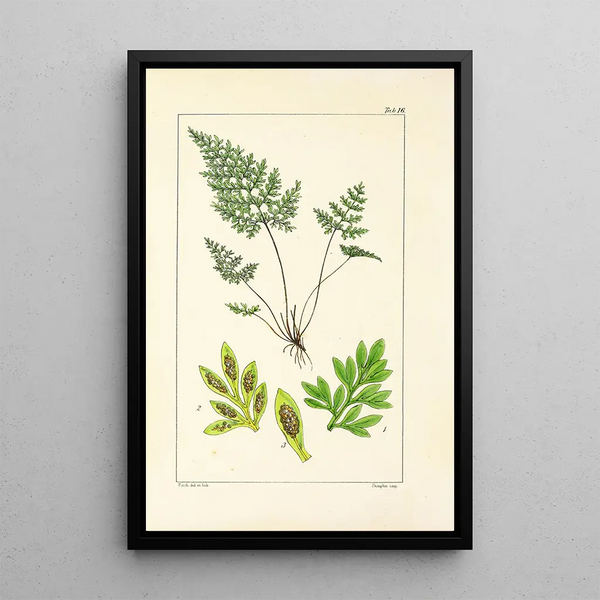 A Century of Ferns Pl16 - William Jackson Hooker — framed artwork on a wall
