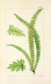 A Century of Ferns Pl17 - William Jackson Hooker — artwork view