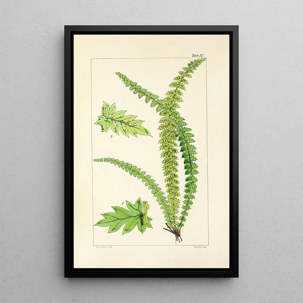 A Century of Ferns Pl17 - William Jackson Hooker — framed artwork on a wall