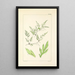 A Century of Ferns Pl18 - William Jackson Hooker — framed artwork on a wall