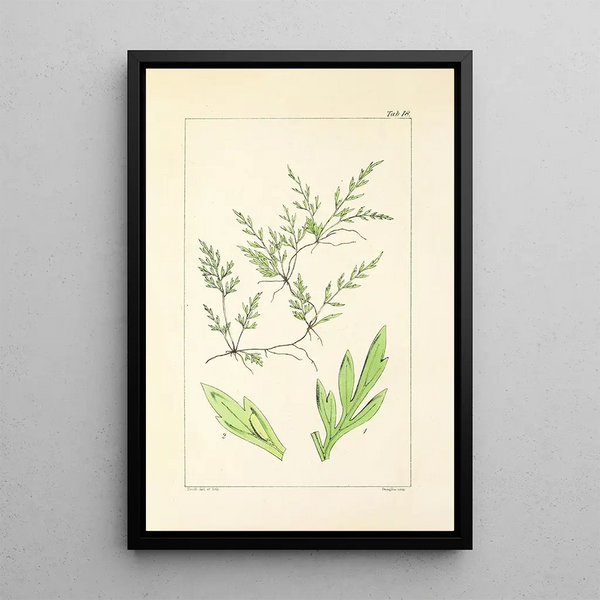 A Century of Ferns Pl18 - William Jackson Hooker — framed artwork on a wall