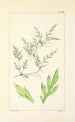 A Century of Ferns Pl18 - William Jackson Hooker — artwork view