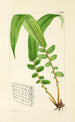 A Century of Ferns Pl19 - William Jackson Hooker — artwork view
