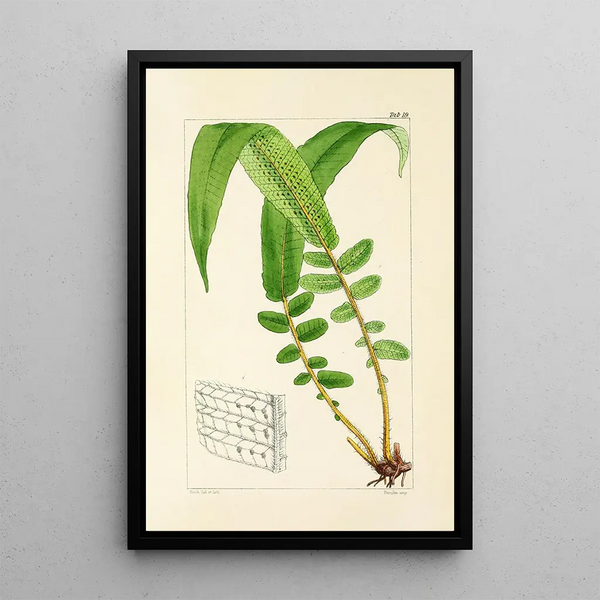 A Century of Ferns Pl19 - William Jackson Hooker — framed artwork on a wall
