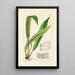 A Century of Ferns Pl20 - William Jackson Hooker — framed artwork on a wall