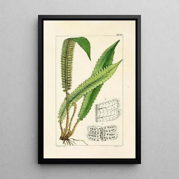 A Century of Ferns Pl20 - William Jackson Hooker — framed artwork on a wall